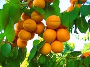 В 2014 г. с урожаем абрикосов в Армении будет катастрофа – в 11 раз меньше