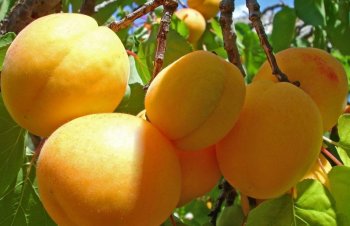 Из Армении уже экспортировано почти в 14 раз больше абрикосов, чем в прошлом году