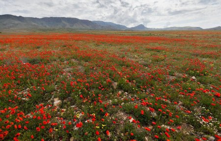 Маковое поле в Армении