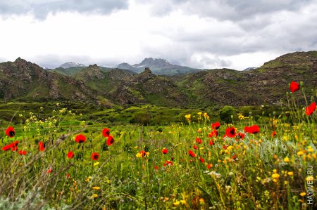 Маковое поле в горах Армении